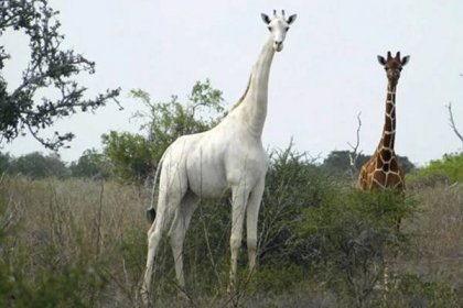bílá žirafa