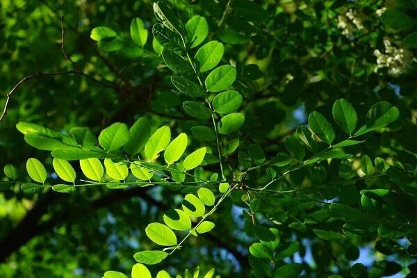ROBINIA PSEUDOACACIA UMBRACULIFERA, K18, 10-12, 1/2 kmeň - https://www.prorain.sk