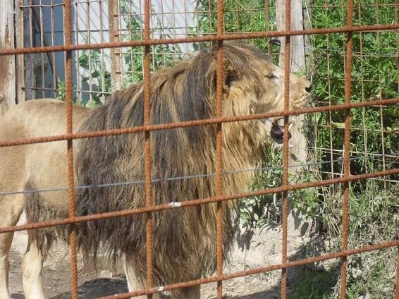 ZOO Dvorec u Borovan