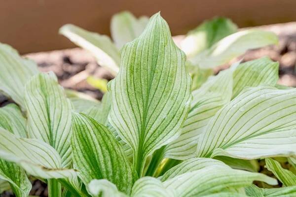 White feather plantation lily leaves with white and green coloring