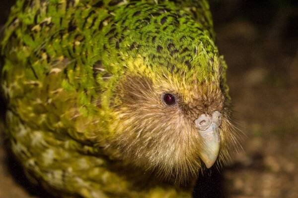 Kakapo on the EDGE: the fight to save the world’s weirdest parrot - EDGE of Existence