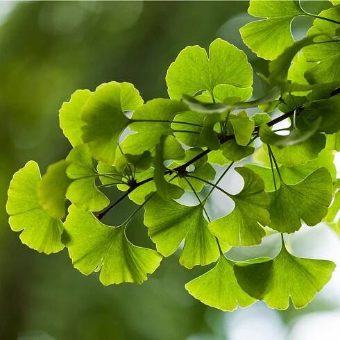 Ginkgo Pflanze für Tinktur
