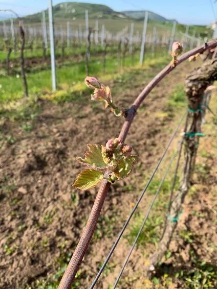 LETOŠNÍ… – Vinařství Březina a syn