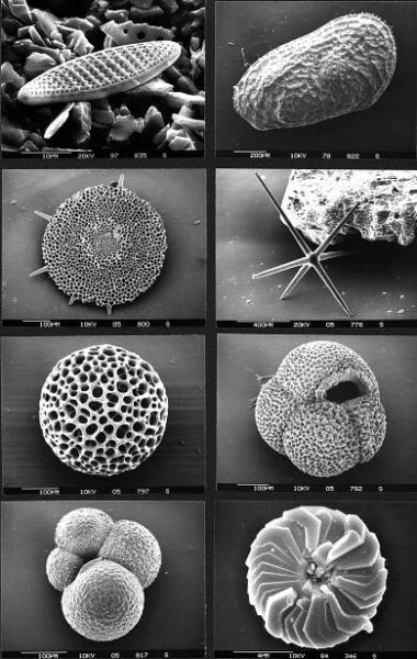 Micropaleontology - Wikipedia