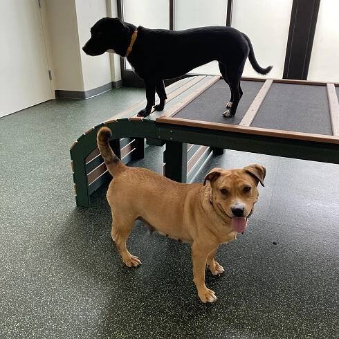Atlanta GA Pet Boarding, Daycare, Pet Grooming, Training | Lucky & Lady
