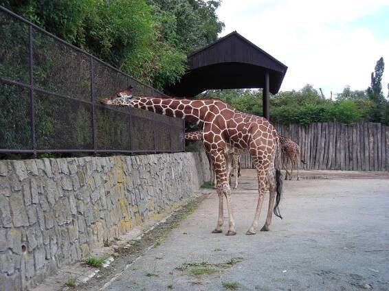 ZOO Dvůr Králové