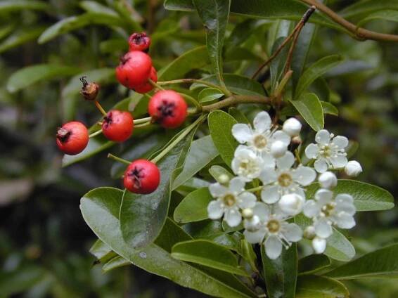 Pyracantha angustifolia