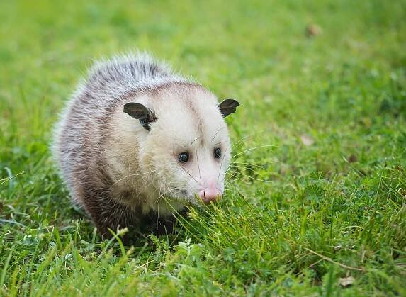 virginia opossum sádí potravu v trávě - oposum vačnatci - stock snímky, obrázky a fotky