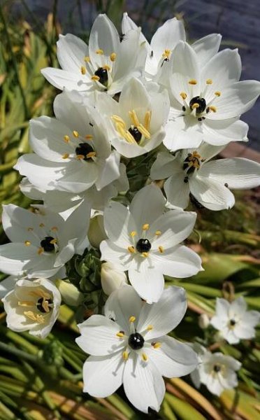 Ornithogalum arabicum