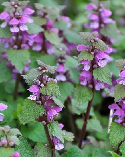 Hluchavka purpurová | Doma.sk