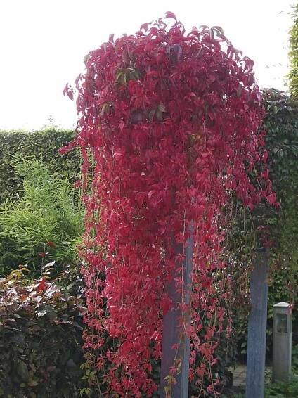 Přísavník pětilistý, loubinec - Parthenocissus quinquefolia