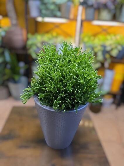 Rhipsalis Cassutha 