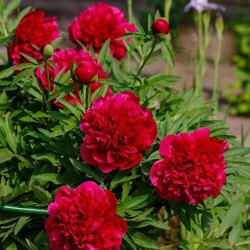 Pivoňka lékařská Rubra Plena – Paeonia officinalis – pivoňky – cibuloviny