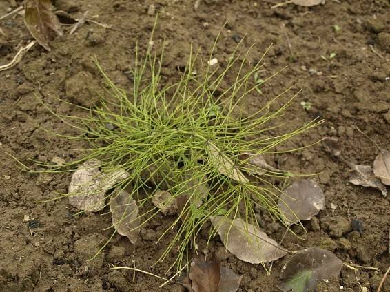 Obrázek - Equisetum arvense (přeslička rolní) | BioLib.cz