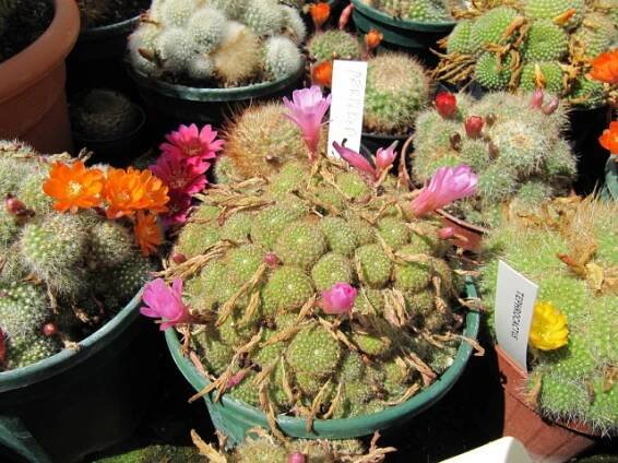 Rebutia perplexa – Wikipedie