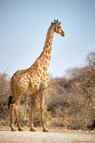 Žirafa (Giraffa) je rod mohutných sudokopytníků, v současn... - dofaq.co