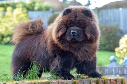 Black and brown Chow Chow standing on brick wall
