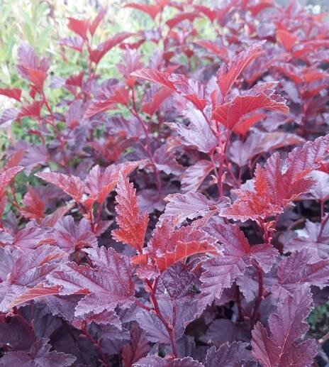 TAVOLA - Physocarpus opulifolius ́Little Angel ́