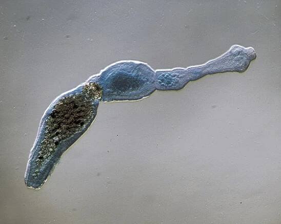 Tasemnice liščí (Echinococcus multilocularis)