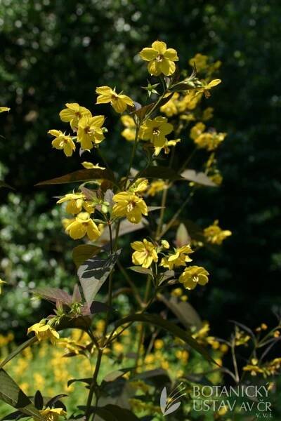 Lysimachia ciliata 'Firecracker' - vrbina brvitá | Lukáš Hrdinka | Autoři | iBotky.cz