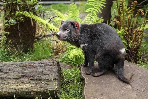 V Zoo Praha tasmánský čert,  největší žijící dravý vačnatec osídlí nově vzniklou expozici australské fauny. Foto: Jaroslav Šimek, Zoo Praha.