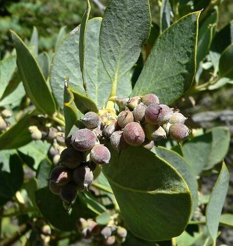 Soubor:Garrya flavescens 3.jpg – Wikipedie