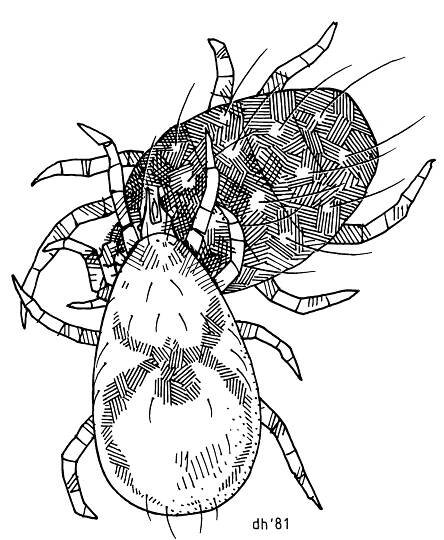 Typhlodromus pyri