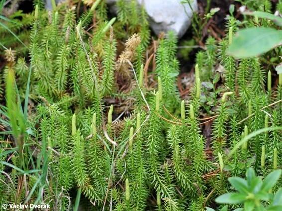 Lycopodium annotinum - plavuň pučivá | Lycopodiaceae - plavuňovité | Natura Bohemica