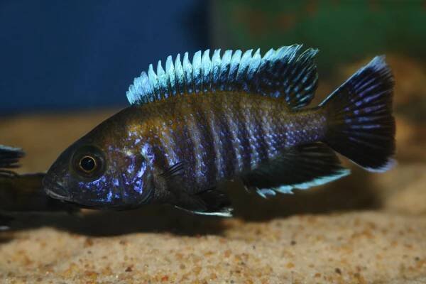 Aulonocara sp. ‚walteri‘ | Malawi-cichlidy.cz.