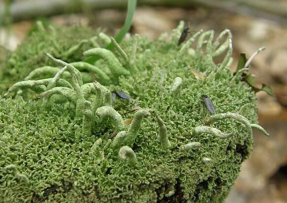 Cladonia coniocraea - dutohlávka kuželovitá
