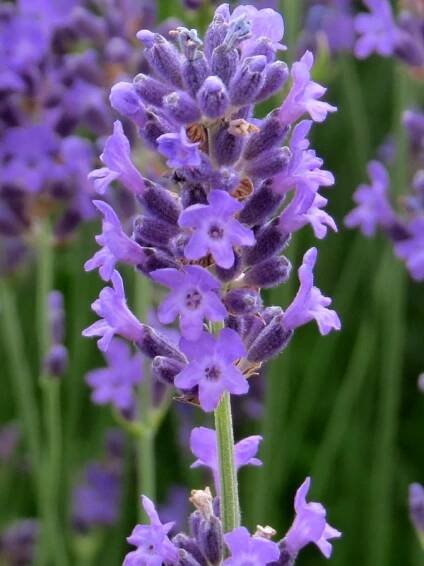 Lavandula angustifolia Munstead | Bylinky a koření |Zahradnictví Franc 
