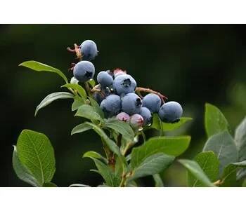 Vaccinium corymbosum ´Burlington´, 40+ cm