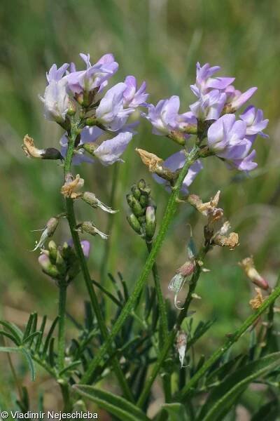Astragalus austriacus – kozinec rakouský