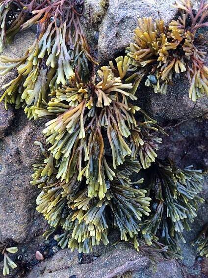 Ochrophyte - Wikipedia