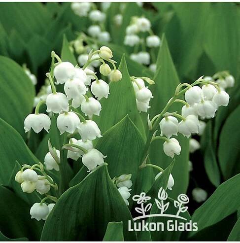 KONVALINKY - convallaria - Lukon Glads s.r.o.