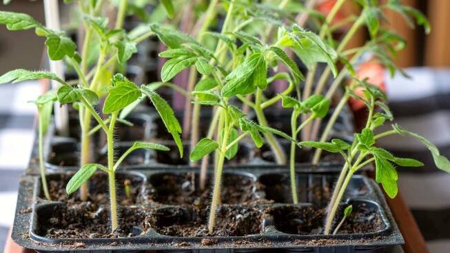 Close-up of young tomato seedlings in starting trays indoors. Young tomato seedlings display a delicate and tender appearance, characterized by their slender stems and tiny, bright green leaves. These seedlings produce oval green leaves with jagged edges.