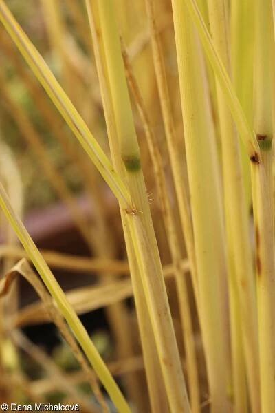 Oryza sativa – rýže setá