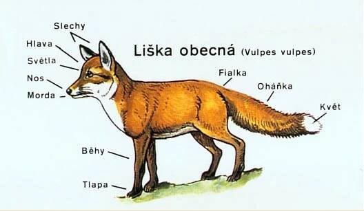 Myslivecká mluva | MYSLIVECKÝ SPOLEK ŽICHLÍNEK