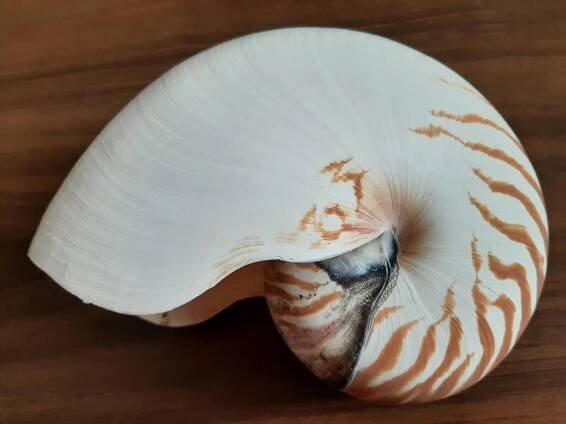Lastura Nautilus, Loděnka 160 mm - Sběratelství