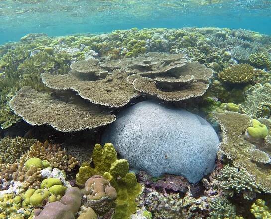 Snorkelling and Free Diving travel and holidays with Whale Shark Manta Ray Humpback Whale coral reef Mexico Indonesia Madagascar