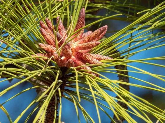 Closeup of longleaf pine.