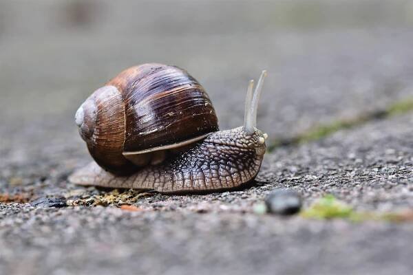 Hlemýžď Měkkýš Divoká Zvěř - Fotografie zdarma na Pixabay
