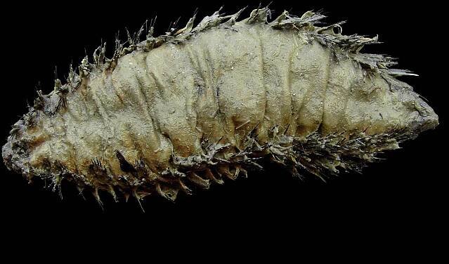It's a psychedelic fuzz of fur and spine – and a master of photonic communications like something from a sci fi movie