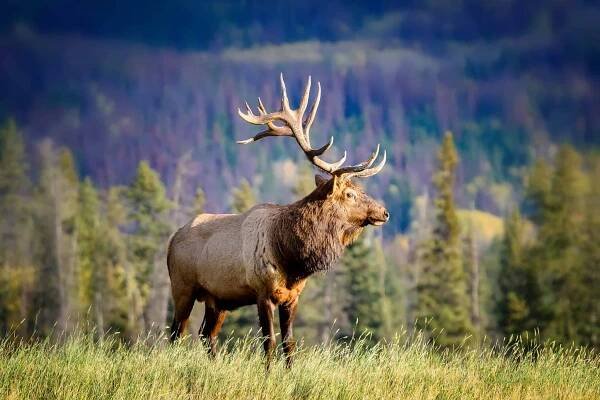 elk wapiti cervus canadensis, jasper alberta kanada cestovatelská destinace - moose - stock snímky, obrázky a fotky