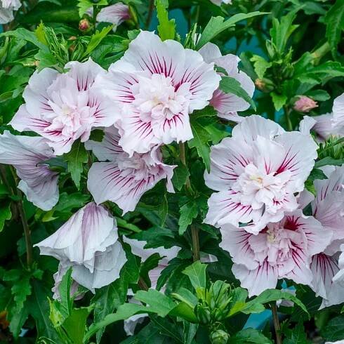 Starblast ChiffonTM Rose of Sharon