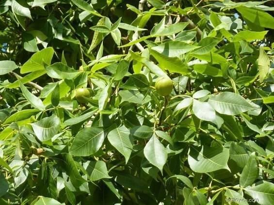 Ořechovec vejčitý - list a plod (Carya ovata)