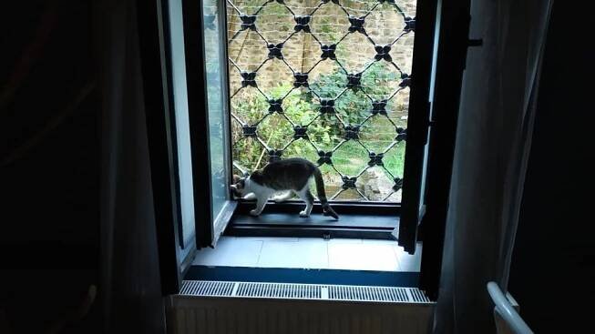 Kočičí kavárna Jihlava | foto: Tereza Pešoutová,  Český rozhlas,  Český rozhlas