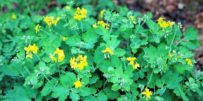 Vlaštovičník větší (Chelidonium majus) je u nás rozšířená vytrvalá bylina, dorůstající do výšky až jedem metr s rovnou, v horní části rozvětvenou lodyhou. Kvete od května do září jasně žlutými květy složenými po čtyřech až pěti jednoduchých okolících. Ze stonků vytéká žlutooranžová mléčná šťáva.