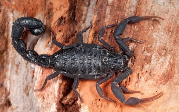 How Long Do Scorpions Live? (and other facts) - The Spider Blog