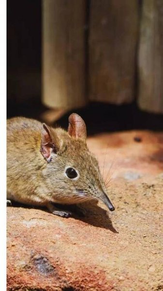 9 unique wild animals found only in South Africa